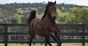 Follow The Stars is leading WA first crop sire