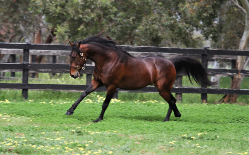 Allwood Owned Mare Pocket’s Group Classic