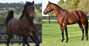 New two-year-old winners