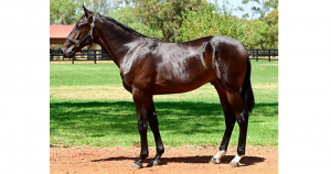 APG’S STRONGEST EVER PERTH SALE LINE UP