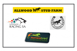 Allwood Stud 2018 SA Yearling Sale Is Now Open
