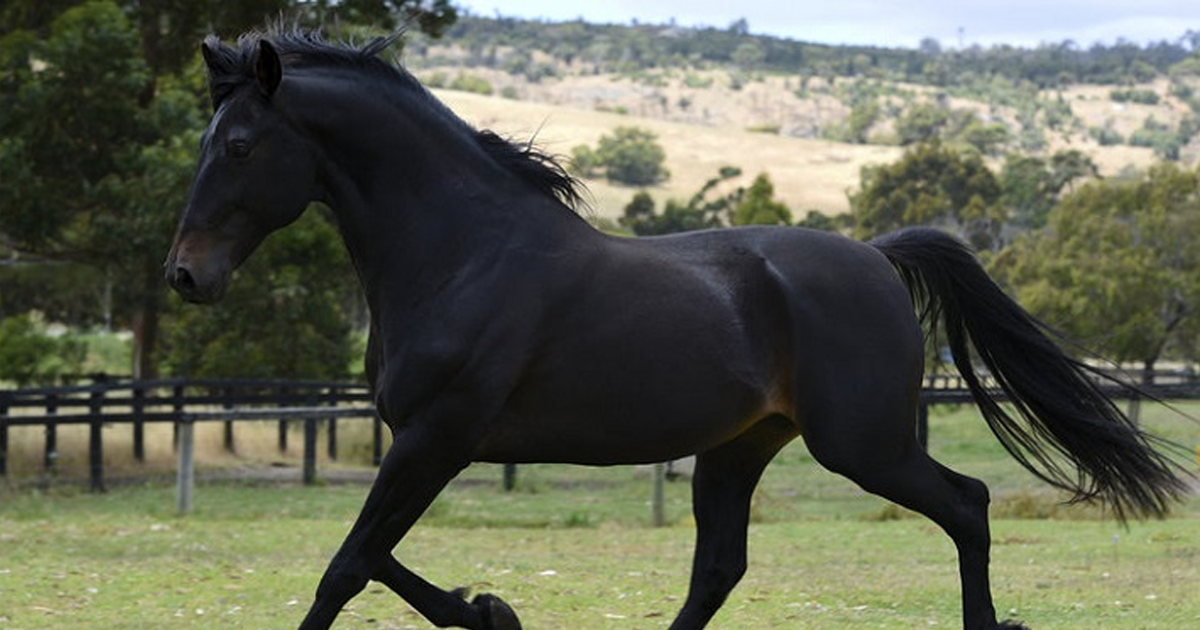 Horse of the Month – Brocks Territory