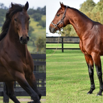 Allwood Stud sires continue to shine